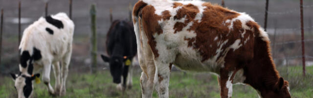 Bird flu strain that just jumped to cows infects dairy worker in Nevada