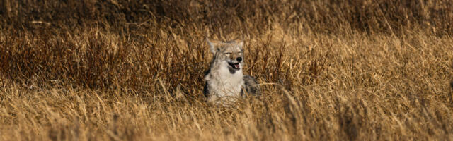 Reintroduced carnivores’ impacts on ecosystems are still coming into focus