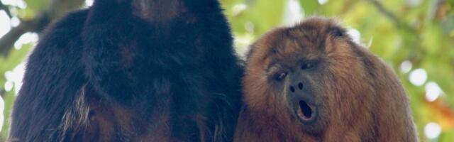 Monkeys are better yodelers than humans, study finds