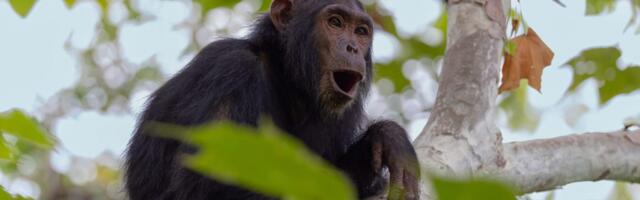 The Jane Goodall Institute has handwritten notes on 5 generations of chimps. AI is helping to preserve them.