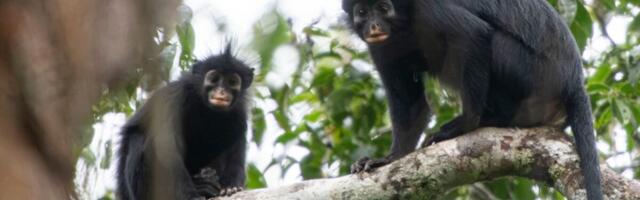This Orange-Lipped Monkey Puzzled Scientists for Nearly Two Decades. They Finally Know What It Is