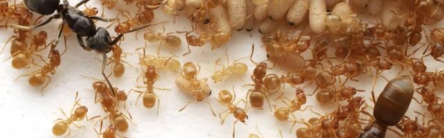 This Parasitic Ant Uses Mystery Goo to Turn Colonies Against Their Queen