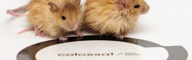 “Wooly mice” a test run for mammoth gene editing