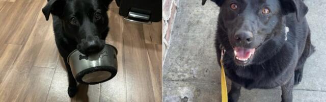 Luxury Bay Area dog and cat ‘hotel’ company agrees to changes over alleged violations of pet-care, rabies laws