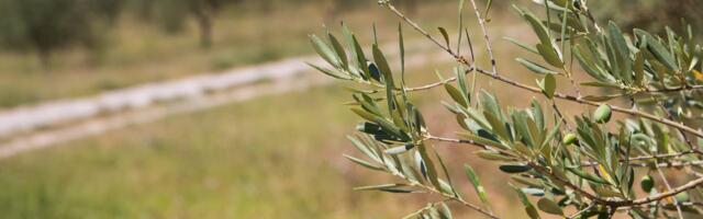 CinSOIL pioneers soil carbon sequestration for a greener agrifood sector