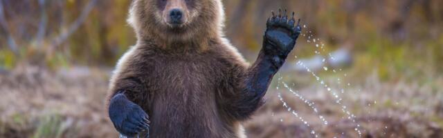 Bitcoin Bears Eye $70K, Ether Drops 10% as Trump Tariffs Start Global Menace