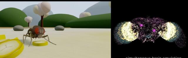 Could This AI-Simulated Brain Lead to Human Mind-Uploading?