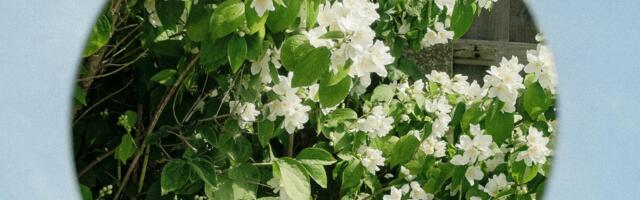 Why OpenAI Foundation Should Focus on AI Psychosis, Delusion not Grants