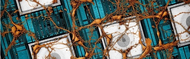 Scientists want to ‘copy and paste’ the human brain onto a computer chip