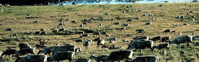 Biden administration cancels several leases for Alaska drilling