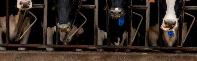 Bird flu in milk is alarming — but not for the reason you think