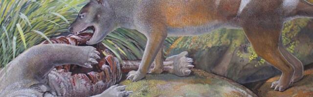 Tasmanian Tiger Ancestor Ate All of Its Prey—Even Bones and Teeth