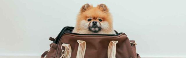 India Catches on to Another Trend: Travelers Now Move With Pets in Tow India Catches on to Another Trend: Travelers Now Move With Pets in Tow