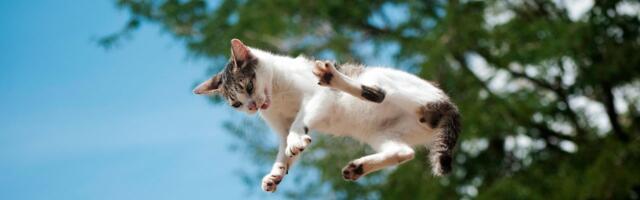 A New Study Details How Cats Almost Always Land on Their Feet