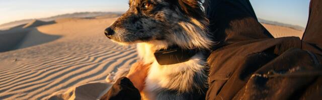 Fi Releases the First Pet Collar to Use Starlink to Track Pets Anywhere They Go