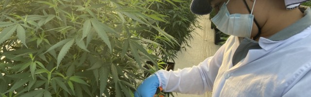 UK-based Avida Global, a medicinal cannabis oils startup, raises €1.2 million via Seedrs equity crowdfunding campaign