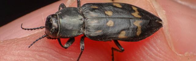 The remarkable reason why these bugs are seeking out devastating wildfires