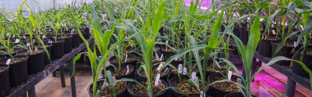 French agtech company Jungle Corp shuts shop; co-founder joins Growy: Know more