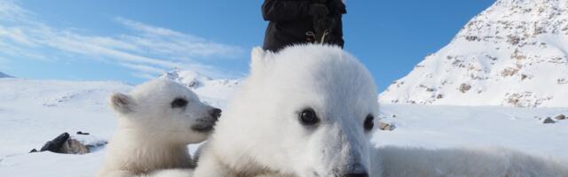 Something very unexpected is happening to Norway’s polar bears