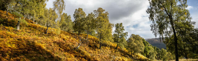 Why Rewilding brings benefits for communities and landscapes