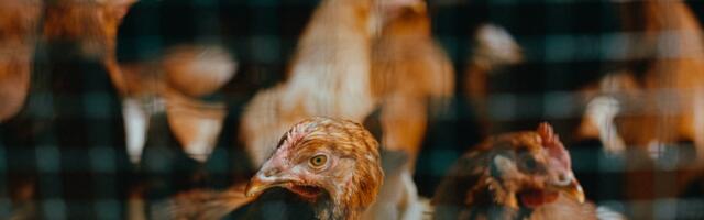 Some actually good news about eggs