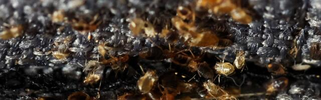 France Struggles to Wipe Out Bedbugs at the Airport and on Trains Before Olympics