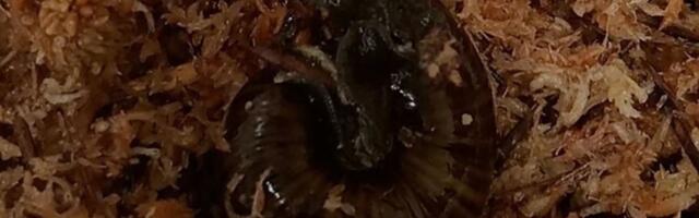 Feels Like That Should Hurt: Scientists Capture Rare Snail Laying Egg Through Neck Hole