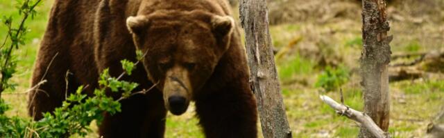 All hail the new Fat Bear Champion