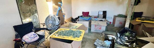 60 smuggled people found working in ‘horrible’ conditions at illegal Central Valley marijuana plant
