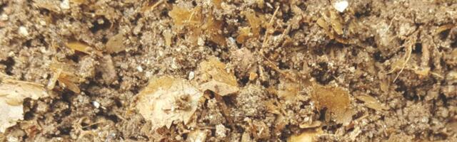 Ancient DNA Unlocks the Secret Recipe of Roman Fish Sauce