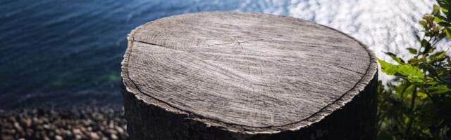 Tree wars are tearing through Vacationland USA