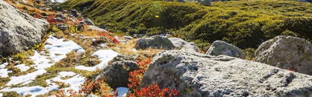 Istanbul's Erguvan secures funding for carbon credit marketplace at $7.33M valuation