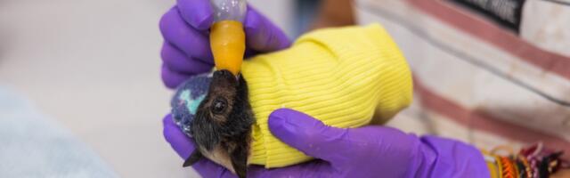 Meet the unbearably cute patients at this one-of-a-kind hospital for bats