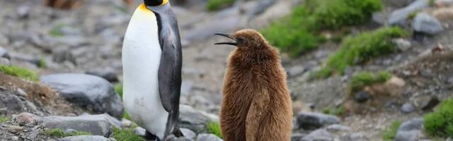 Linux 6.19: итоги шестой ветки и переход к 7.0. Что нового и что изменилось?