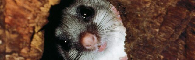 The strange animals that control their body heat