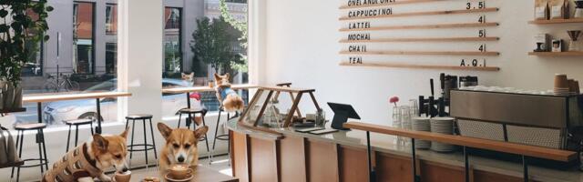 Will We Really Want 100 Corgi Cafes?