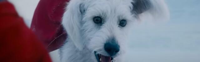 Krypto steals the show in Superman teaser