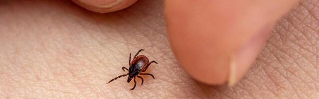 Tick Bite? Here's What to Know About Lyme Disease and Your Next Steps