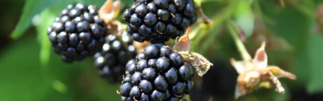 Apple's 'BlackBerry Moment'