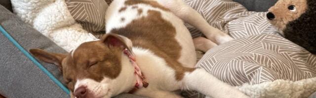 You Can Turn Your Pet Pictures Into Emoji on Your iPhone. Here's How