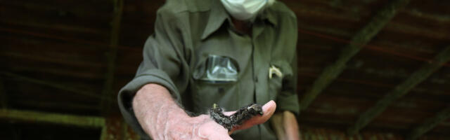 [Перевод] Энтомологи бьют тревогу: насекомые исчезают с лица Земли