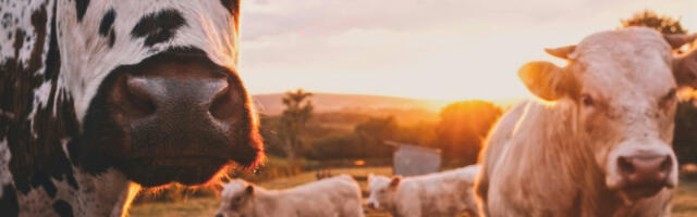 Alberta invests $28 million in six projects to improve environmental outcomes