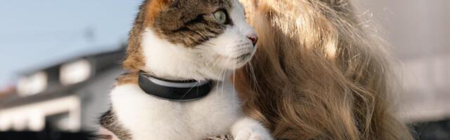 Health-Tracking Pet Collar Acts Like a Smartwatch for Dogs and Cats