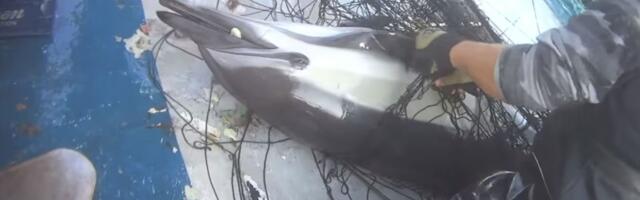 First permits issued for new swordfish fishing gear that’s safe for marine mammals