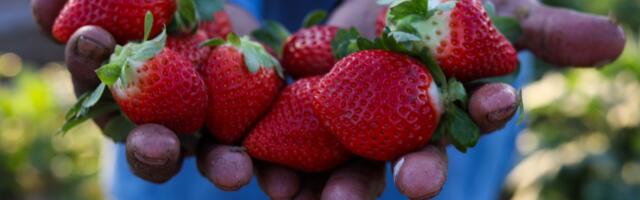 Want closer friendships? Find your “strawberry people”