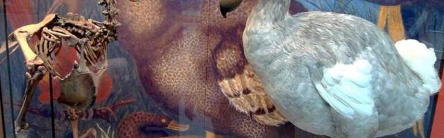 Biotech startup Colossal Biosciences raises $120M to revive the Dodo bird and other extinct species, hits $10.3B valuation