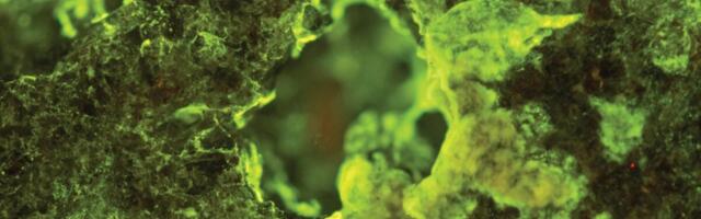 ISS Experiment Reveals the Secret Ingredient for Asteroid Mining: Microbes