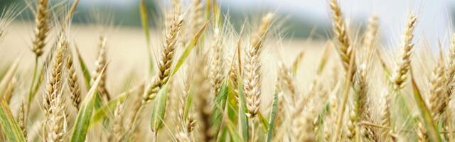 Heritable Agriculture uses AI to boost crop yields