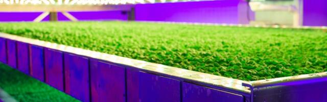 Eden Towers looks to ride the wave of organic greens