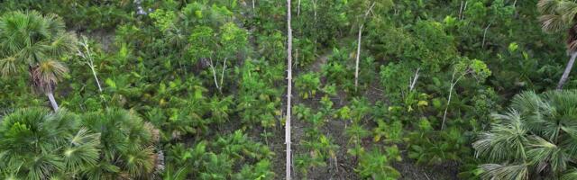 Brazil Clears 8 Miles of Amazon Rainforest to Make Space for UN Climate Conference